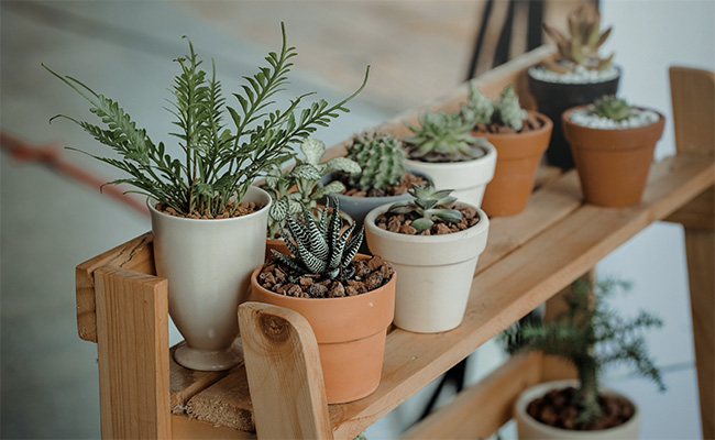 Intégrer des plantes dans sa déco | LBJ Décoration - Décoration d'intérieur